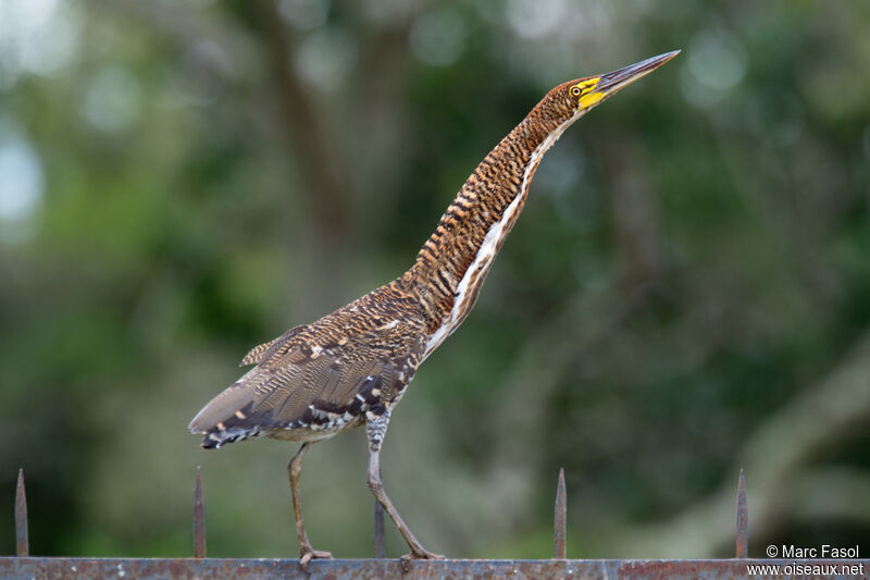 Onoré rayéimmature