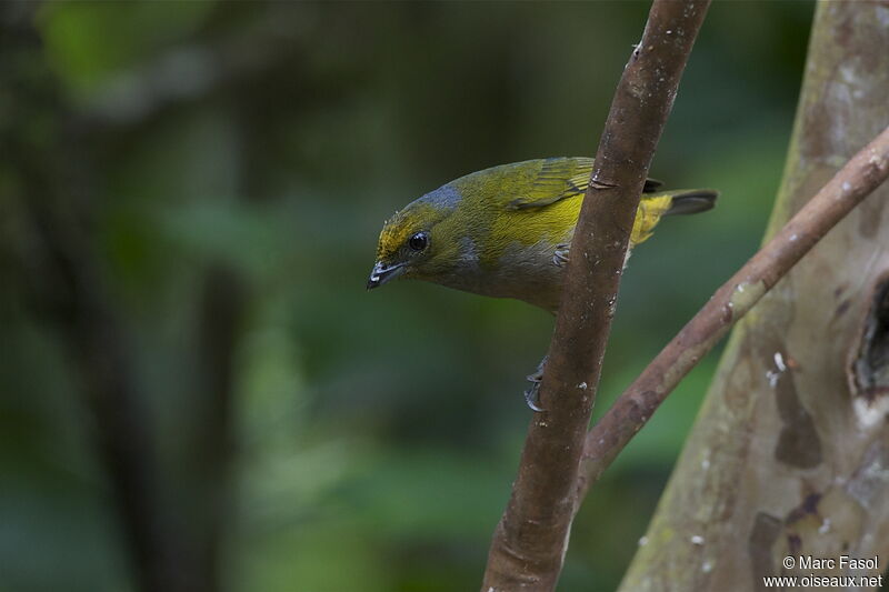 Orange-bellied Euphonia female adult, identification