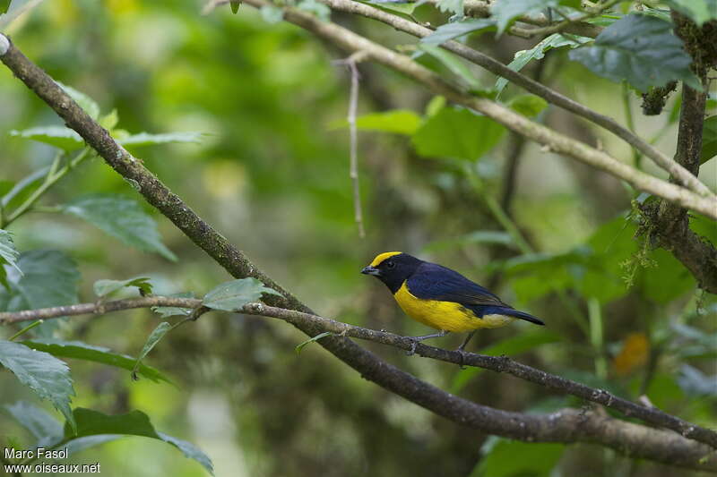 Orange-bellied Euphonia male adult, habitat, pigmentation