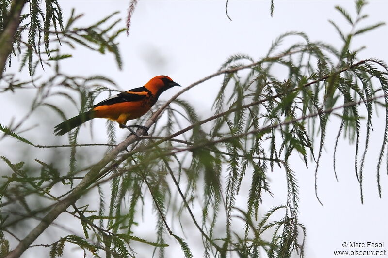 Oriole maculé mâle adulte nuptial, identification