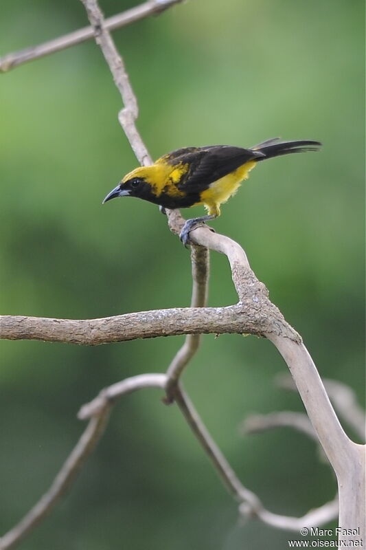 Oriole monacal femelle adulte