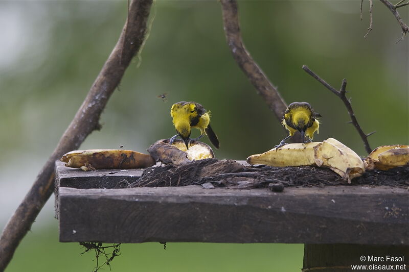 Black-cowled Orioleimmature, identification, feeding habits, Behaviour