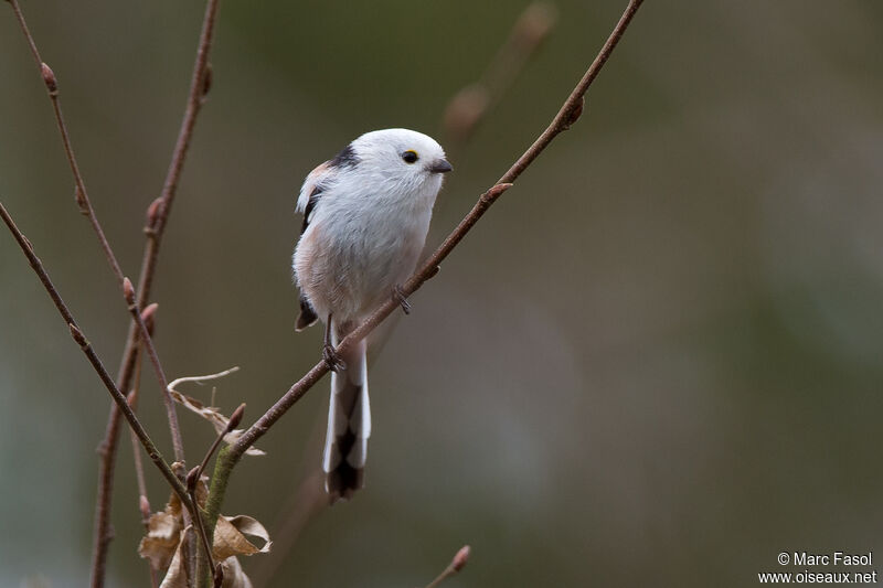 Long-tailed Titadult, identification