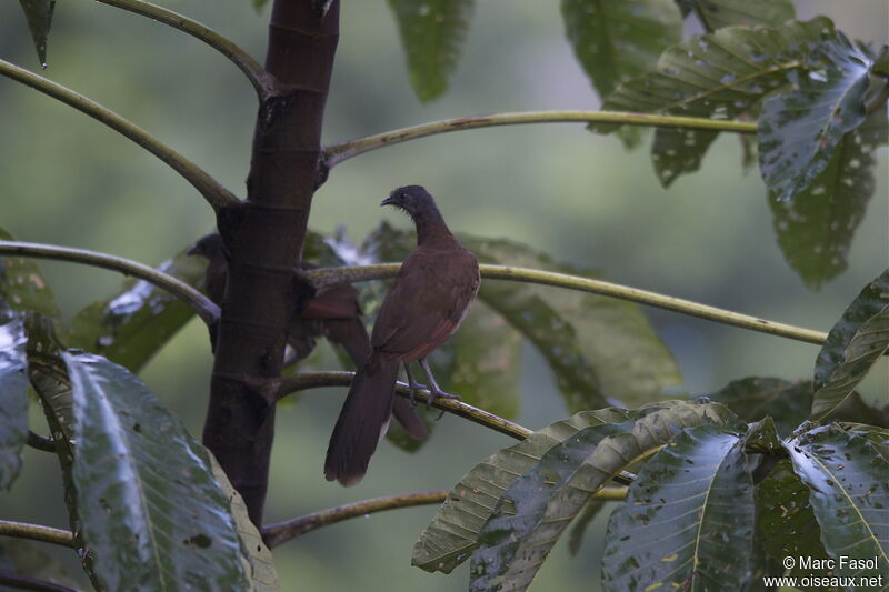 Ortalide à tête grise, identification