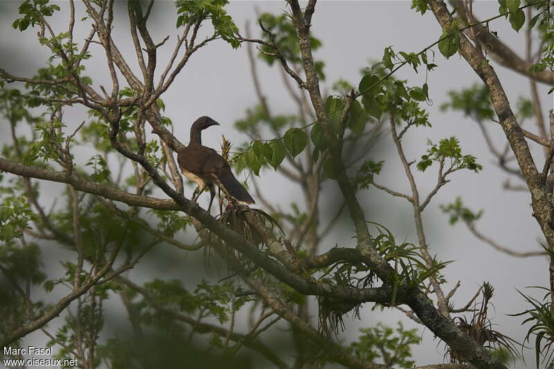 White-bellied Chachalacaadult, habitat