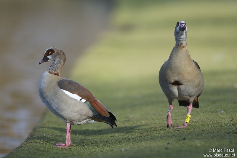 Egyptian Goose adult breeding, Behaviour