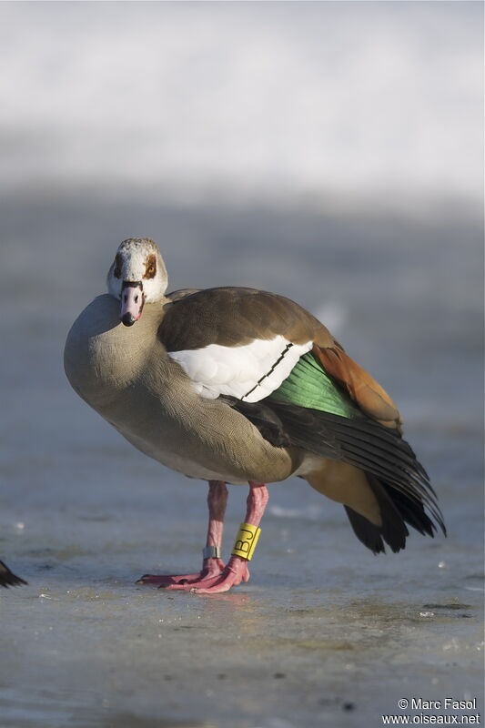 Egyptian Gooseadult, identification