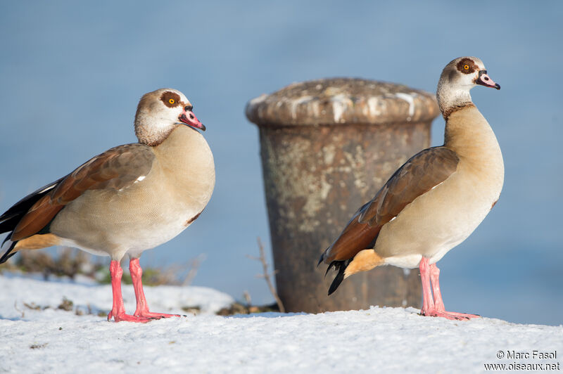 Egyptian Gooseadult post breeding