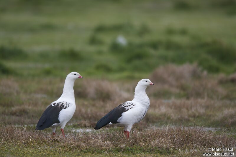 Andean Goose , identification