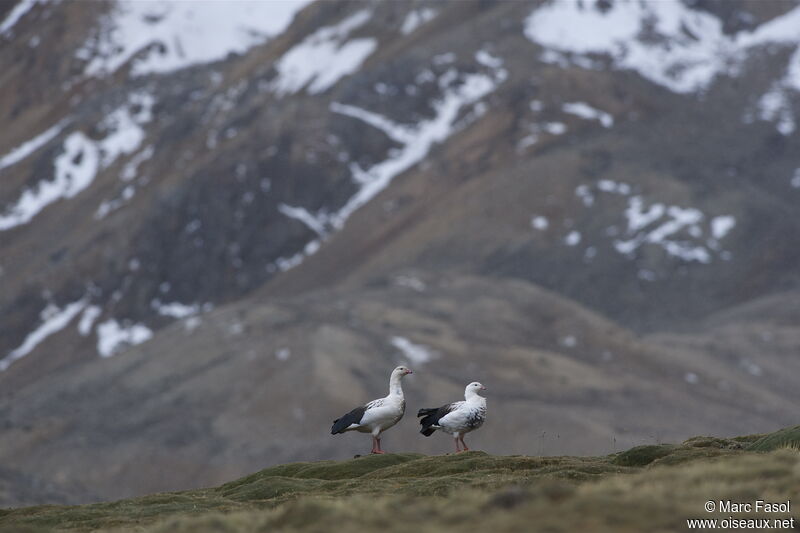 Ouette des Andes adulte, identification