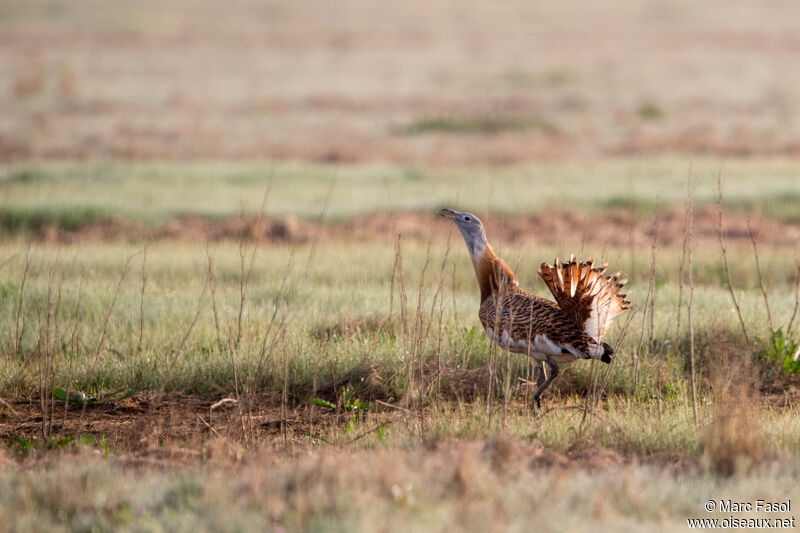 Great Bustard male adult, identification, courting display