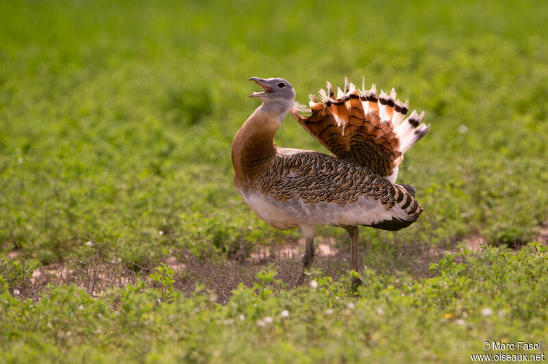 Great Bustard male adult breeding, courting display