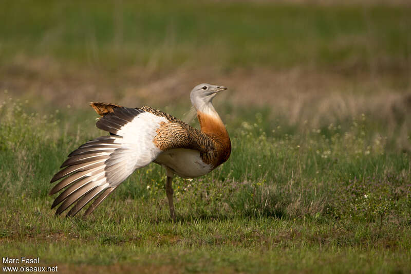 Great Bustard male adult breeding, aspect, pigmentation