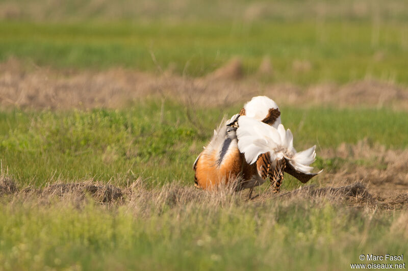 Great Bustard male adult breeding, identification, courting display