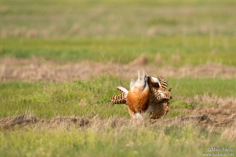 Great Bustard male adult breeding, identification