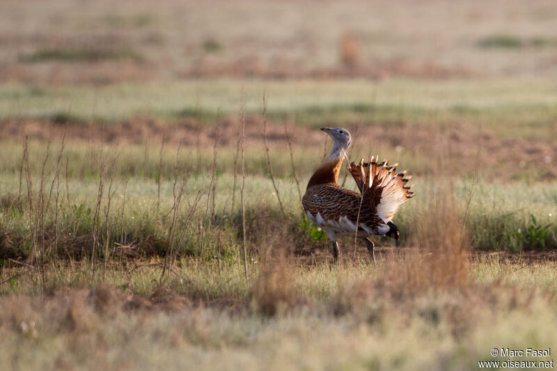 Great Bustard male adult, identification, walking