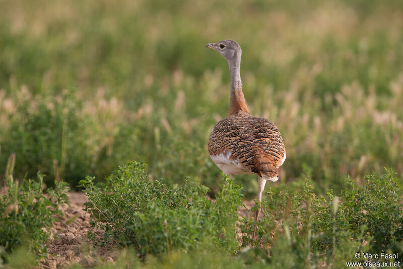 Great Bustard female adult, identification