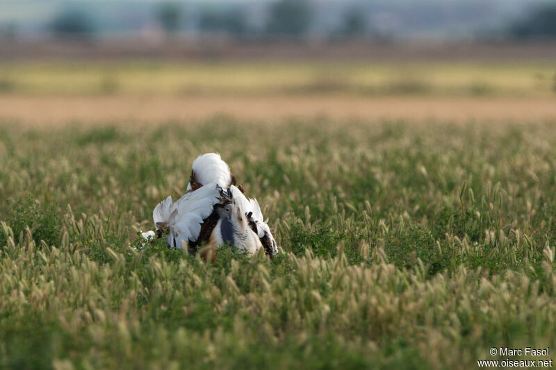 Great Bustard male adult, walking, courting display