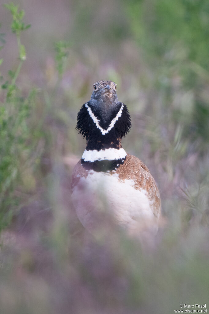 Outarde canepetière