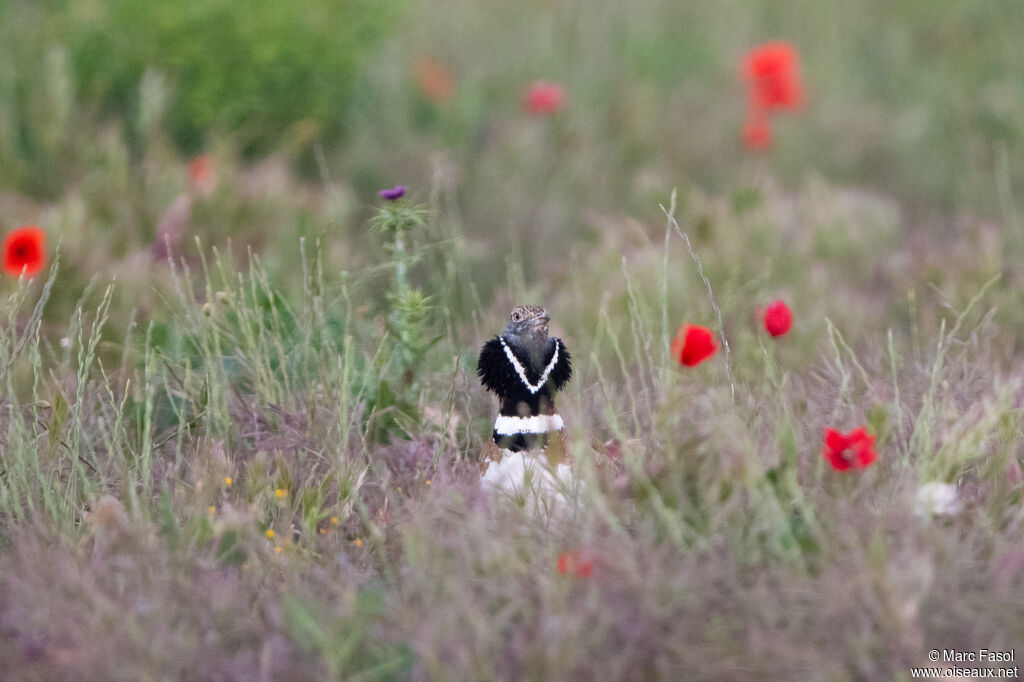 Outarde canepetière