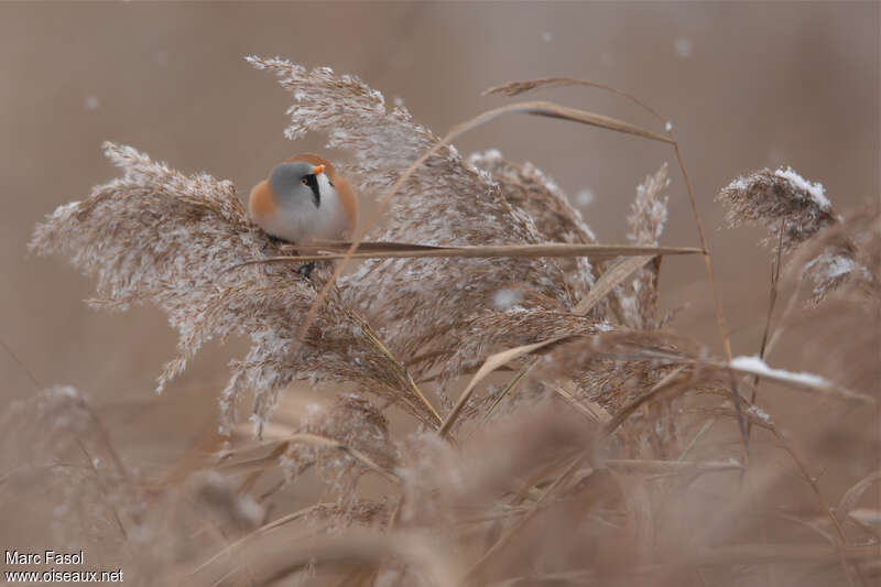 Bearded Reedling male adult post breeding, habitat, Behaviour