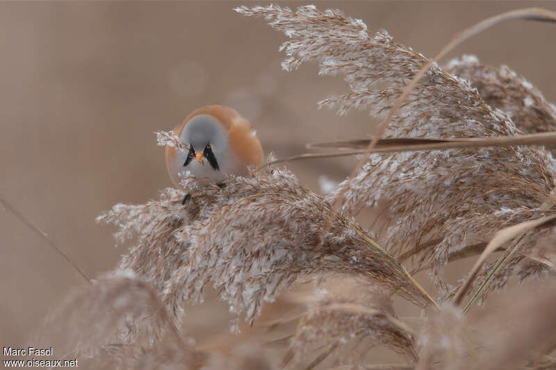 Bearded Reedling male adult, eats