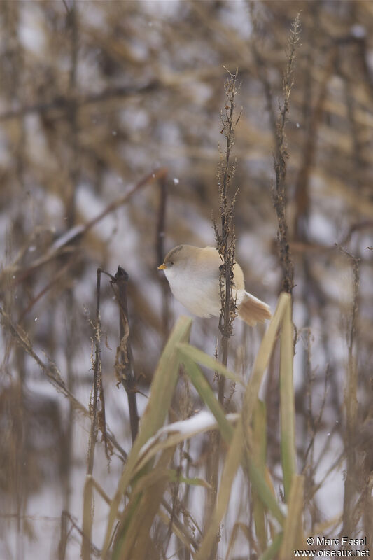 Bearded Reedling female, identification