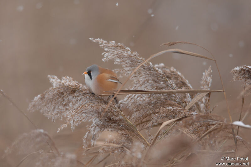 Bearded Reedling male adult, identification