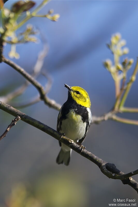 Black-throated Green Warbler male adult breeding, identification