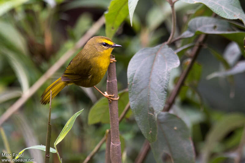 Pale-legged Warbleradult, identification