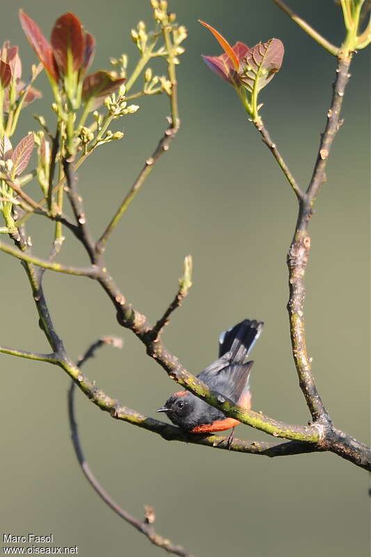 Slate-throated Whitestartadult, pigmentation, Behaviour