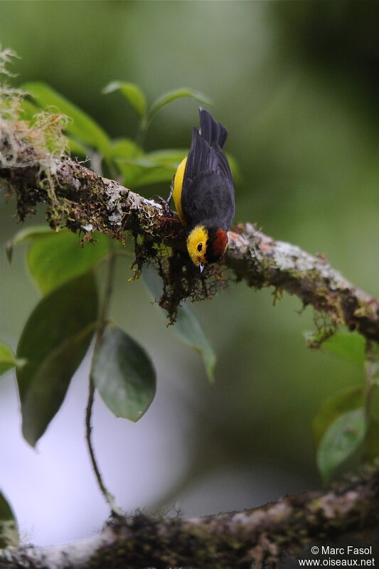 Collared Whitestartadult, song