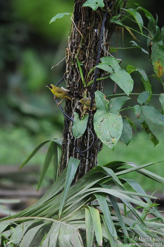 Paruline des bambous adulte, identification