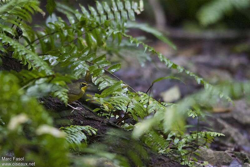 Paruline du Kentucky mâle adulte internuptial, habitat, Comportement