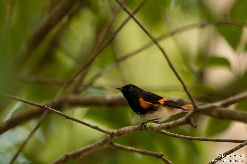 American Redstart male adult breeding, identification