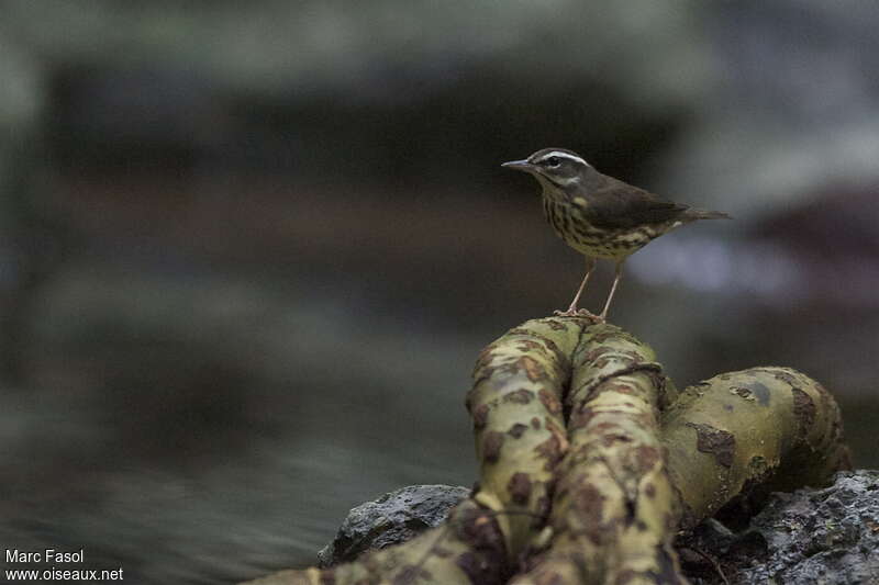 Louisiana Waterthrushadult, identification, Behaviour