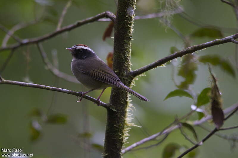 Black-cheeked Warbleradult, habitat, pigmentation