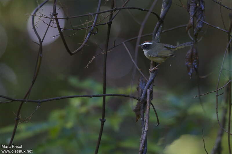 Paruline sombreadulte, identification