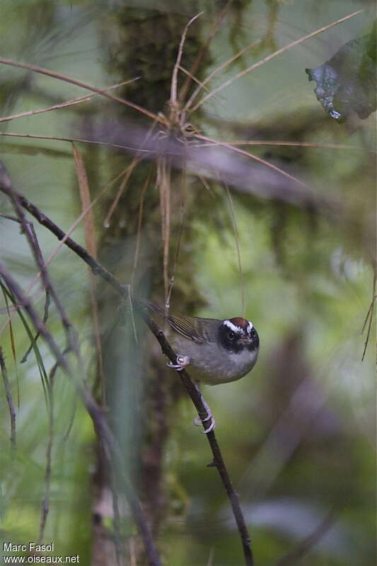 Paruline sombreadulte, portrait