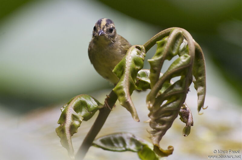 Three-striped Warbleradult, close-up portrait