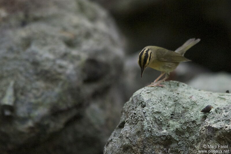 Paruline vermivoreadulte, identification