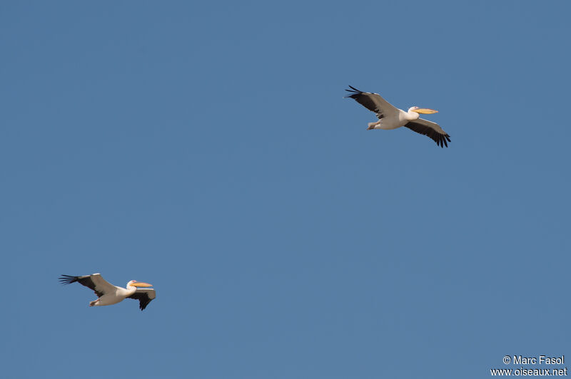 Great White Pelican, Flight