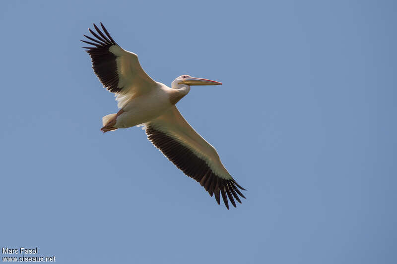 Great White Pelicanadult breeding, Flight