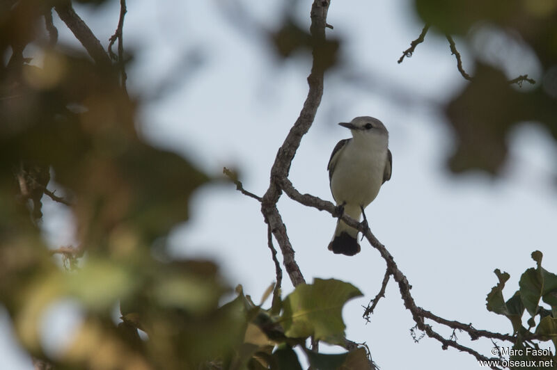 White-rumped Monjita male adult, identification