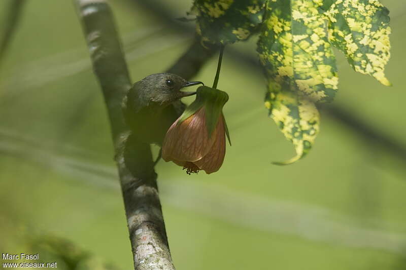 Cinnamon-bellied Flowerpiercer female adult, feeding habits, Behaviour