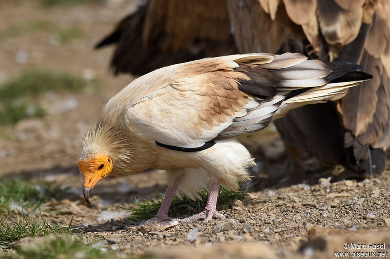 Percnoptère d'Égypteadulte, identification, régime