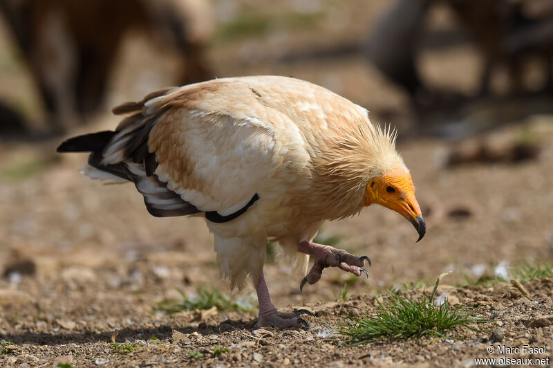 Percnoptère d'Égypteadulte, identification, marche, régime