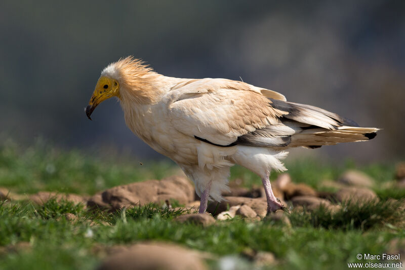 Percnoptère d'Égypteadulte, identification