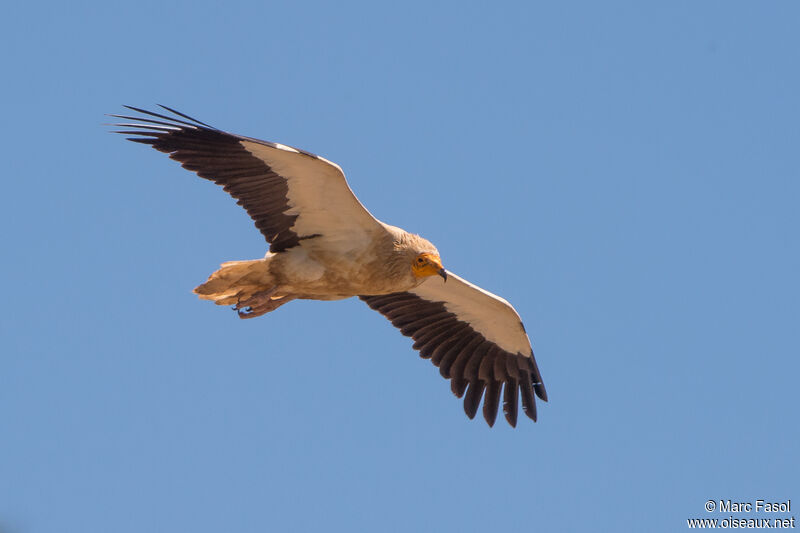 Egyptian Vultureadult, Flight