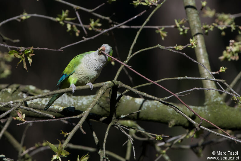 Monk Parakeetadult, identification, Reproduction-nesting